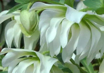 Close up of pendulous flat white and green flower petals.