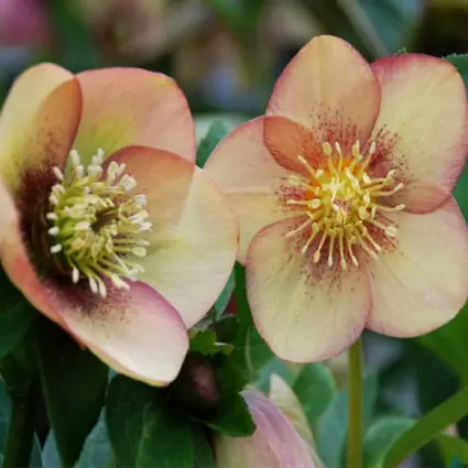 Close up of two peach blossoms.