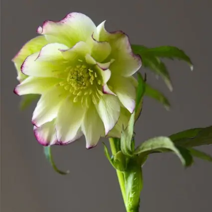 close up of loose-petalled yellow flower edged in pink