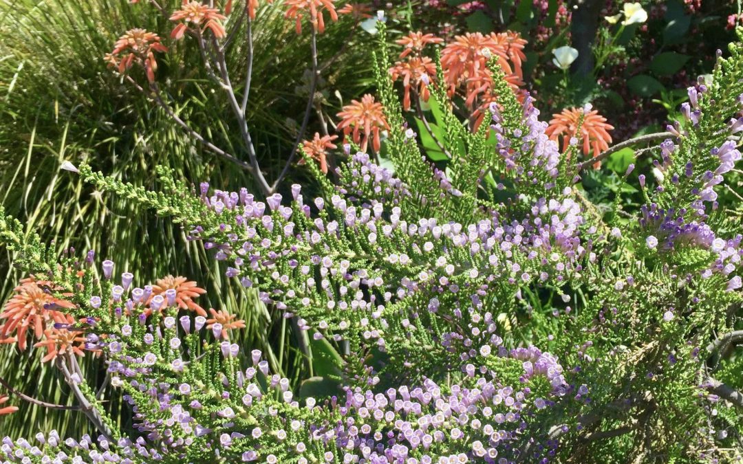 Discover the Wonders of Waltzing Matilija Nursery: Unique Plants to Transform Your Garden