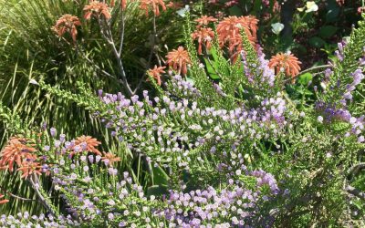 Discover the Wonders of Waltzing Matilija Nursery: Unique Plants to Transform Your Garden