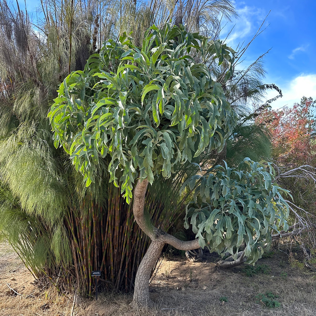 A small single trunk tree topped with a mop of leaves.