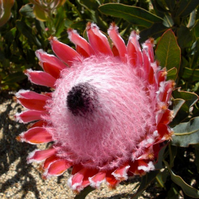 Close up of round flower with smooth center and outlined in rigid red petals