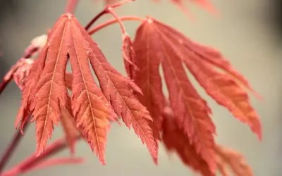 Kazuyuki Ishihara’s Garden of Happiness: Timeless Japanese Garden Design Ideas from Chelsea 2024