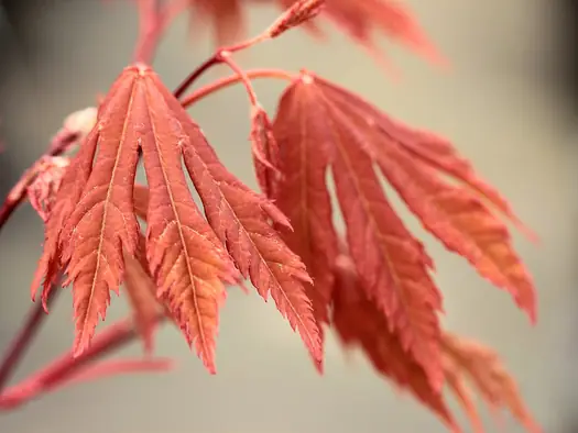 Kazuyuki Ishihara’s Garden of Happiness: Timeless Japanese Garden Design Ideas from Chelsea 2024