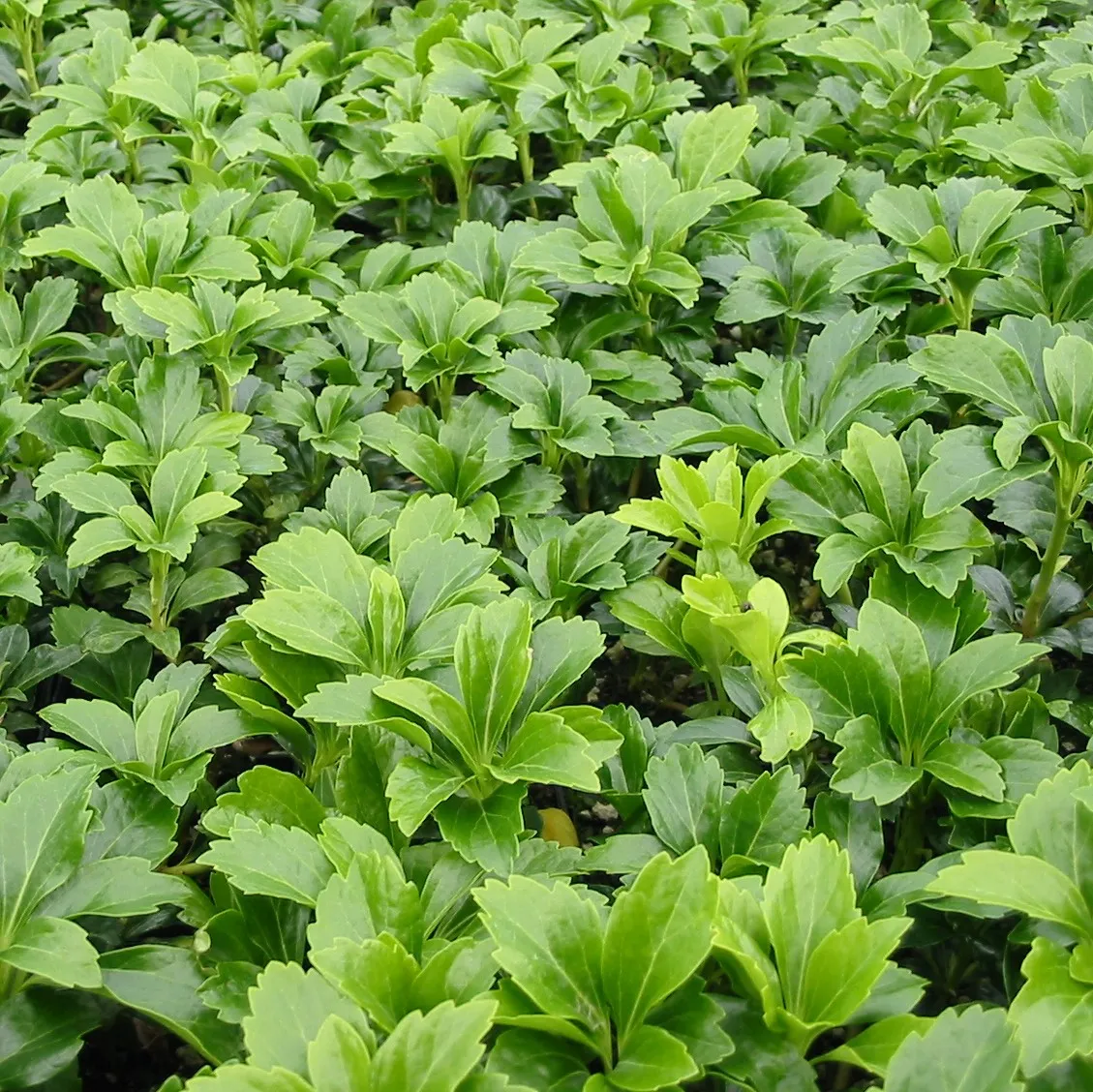 Dense ground cover of green Pachysandra plants