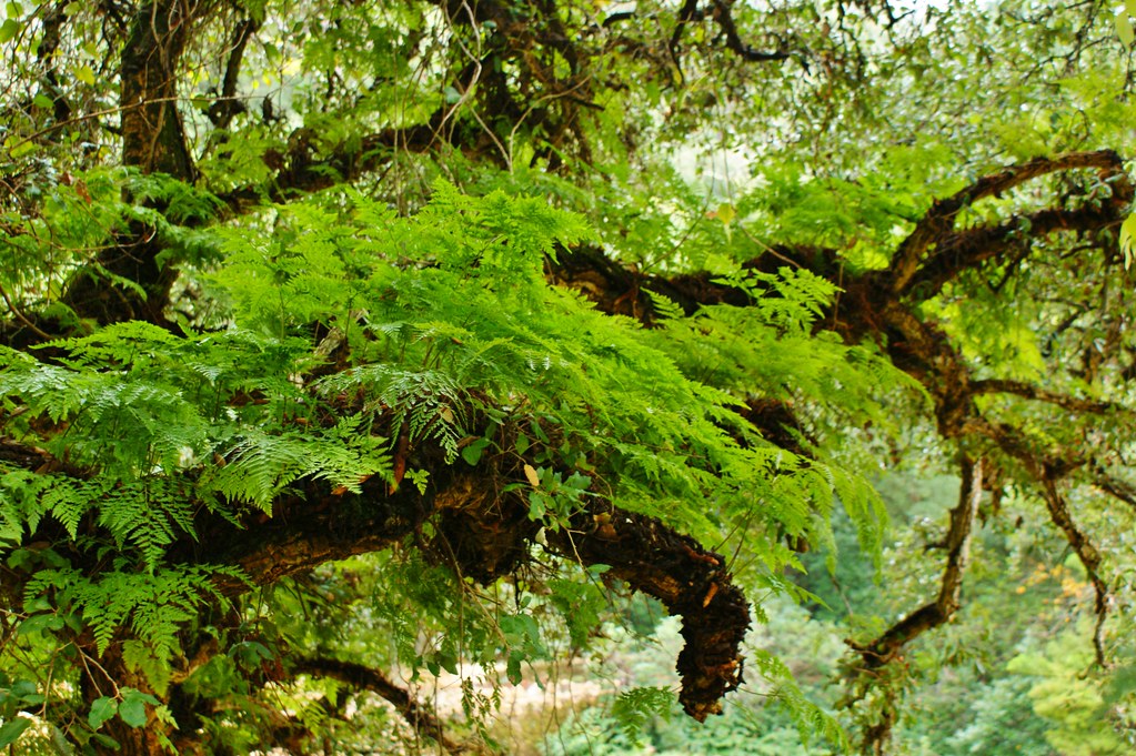 Lush ferns growing on a gnarled tree branch in a forest