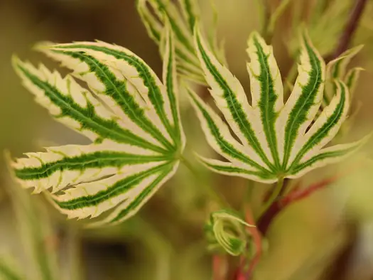 Variegated Japanese maple leaves with green and cream coloration