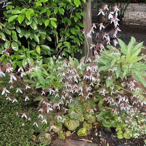 planting including pink white flowers of a blooming saxifraga stolonifera among wire bush, variegated hellebores, and star jasmine