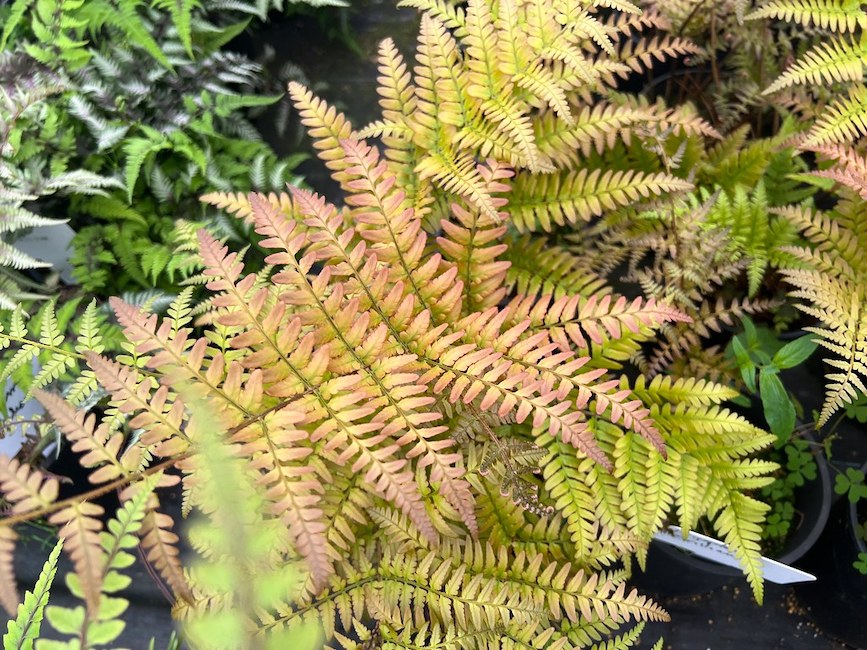 copper colored new growth of a shield fern