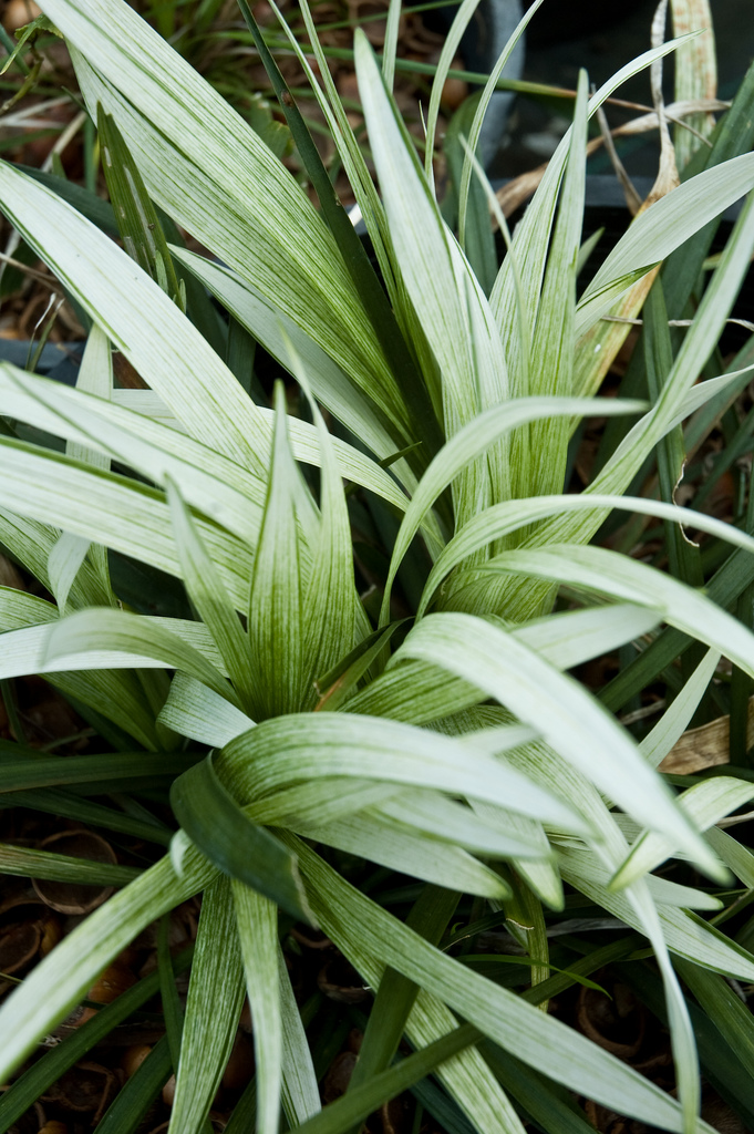 close up of the white tipped leaves of a variegated liriope