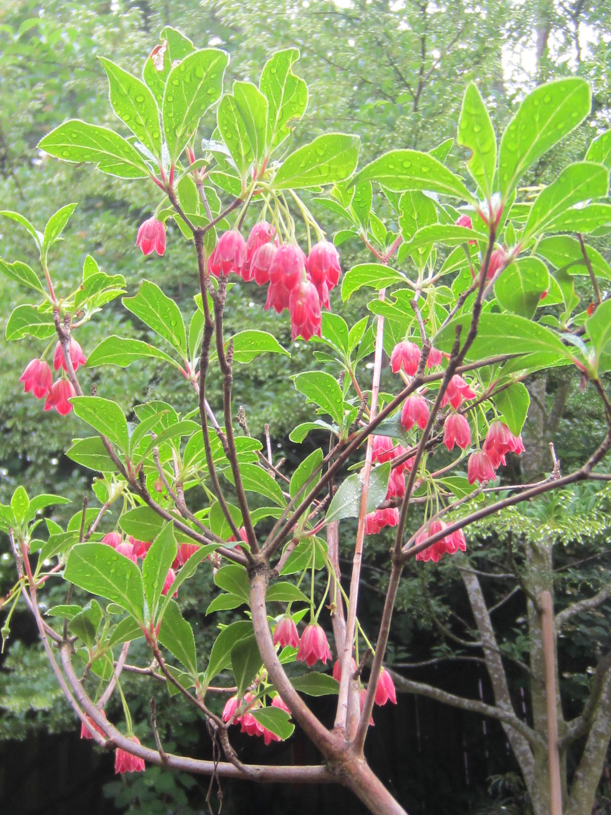pink dangling flowers with a leafy green backdrop of enkianthus campanulatus Showy Lantern